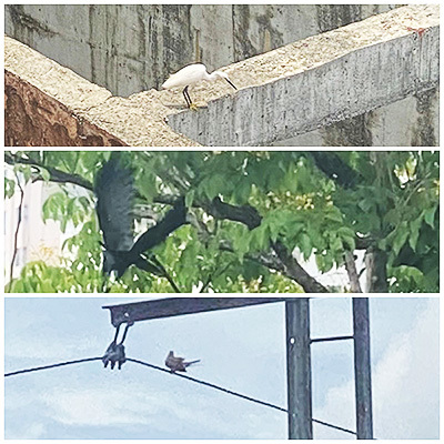 birds of the summer 3 birds spotted in the city