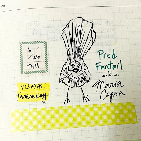 6/26: a pied fantail yelling at me