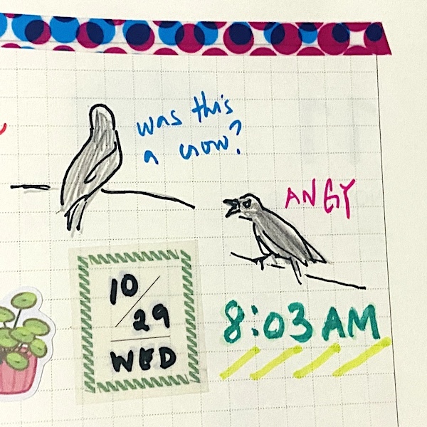 10/29: was this a crow? it looks ANGY