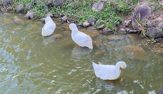 ducks sleeping in the water